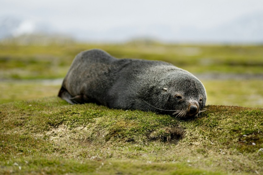 black animal lying on ground