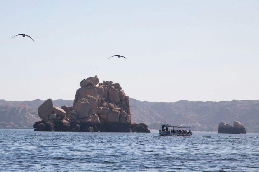 a group of birds flying over a body of water