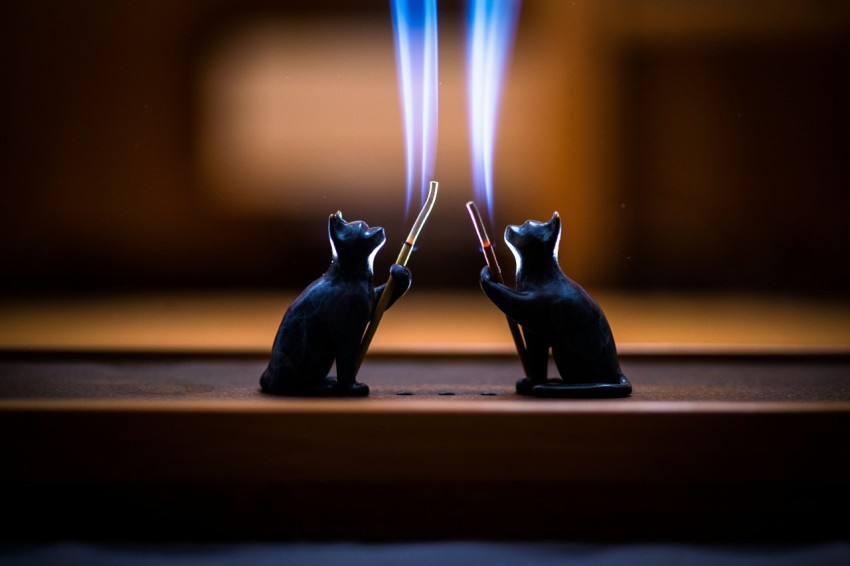 a couple of black cats sitting on top of a table