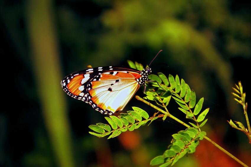 a butterfly sitting on top of a green leaf