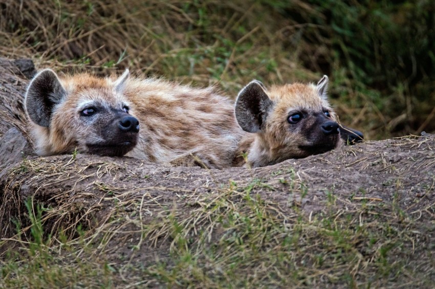 two brown hyena lying on brown soil at daytime