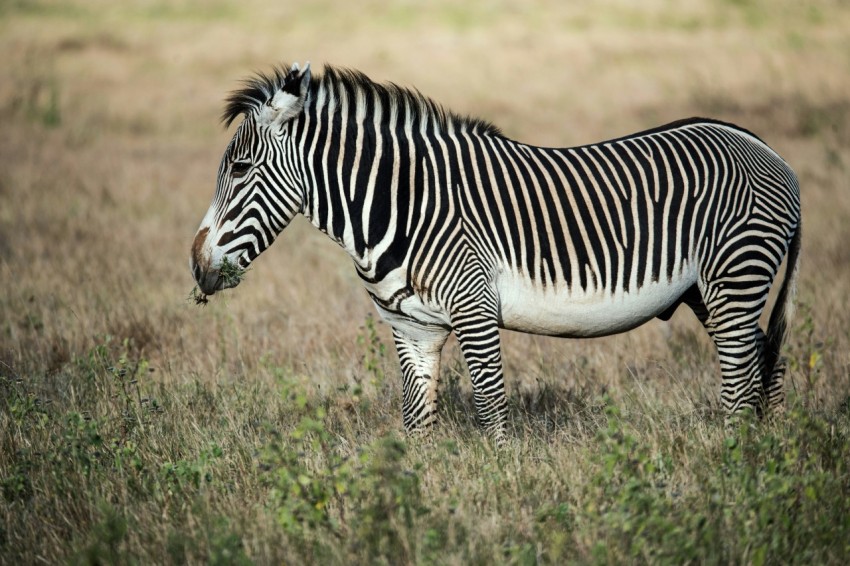 shallow focus photography of zebra