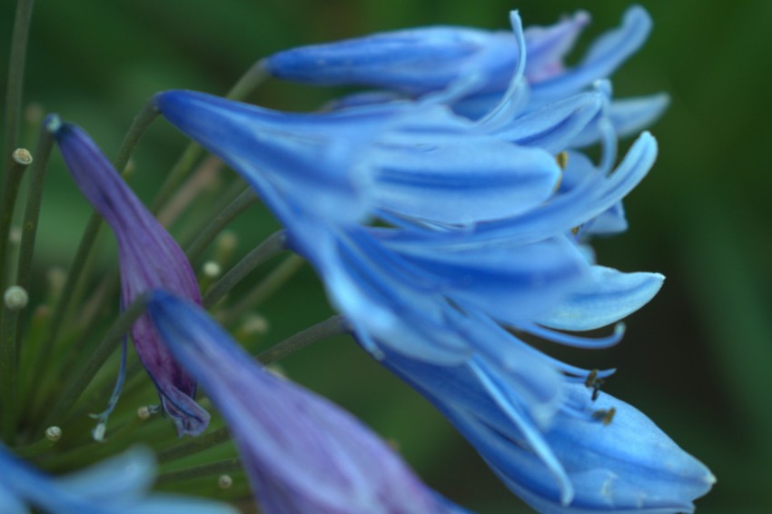 blue flower in macro lens