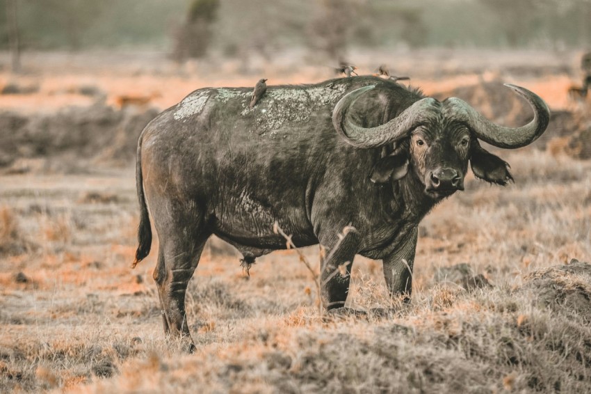 water buffalo