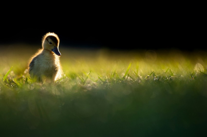 yellow and gray ducklings on green grass in selective focus photography