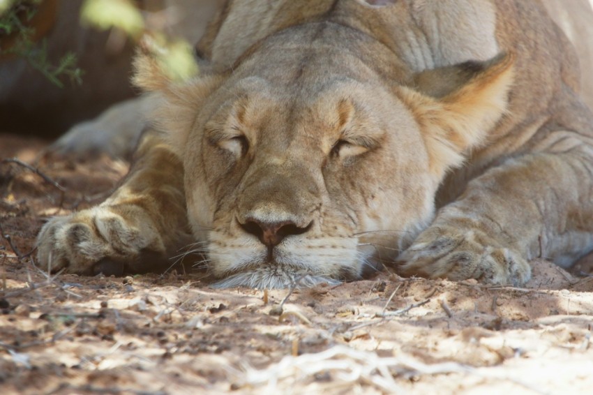 brown lioness lying on ground during daytime