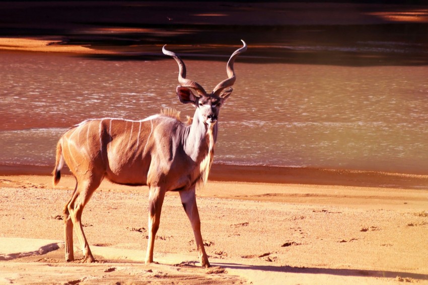 brown and white deer running on brown sand during daytime