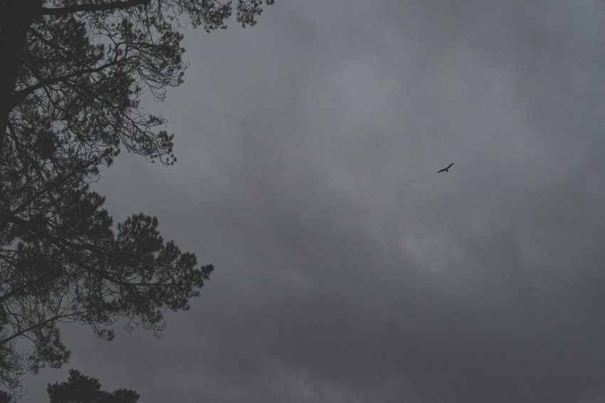 a plane flying through a cloudy sky with trees in the foreground 7IYgvVZ