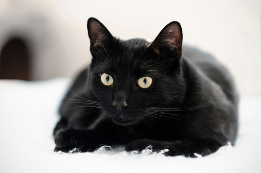 a black cat laying on top of a white bed