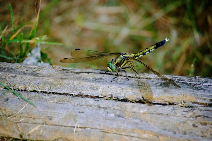a dragon fly sitting on a log in the grass