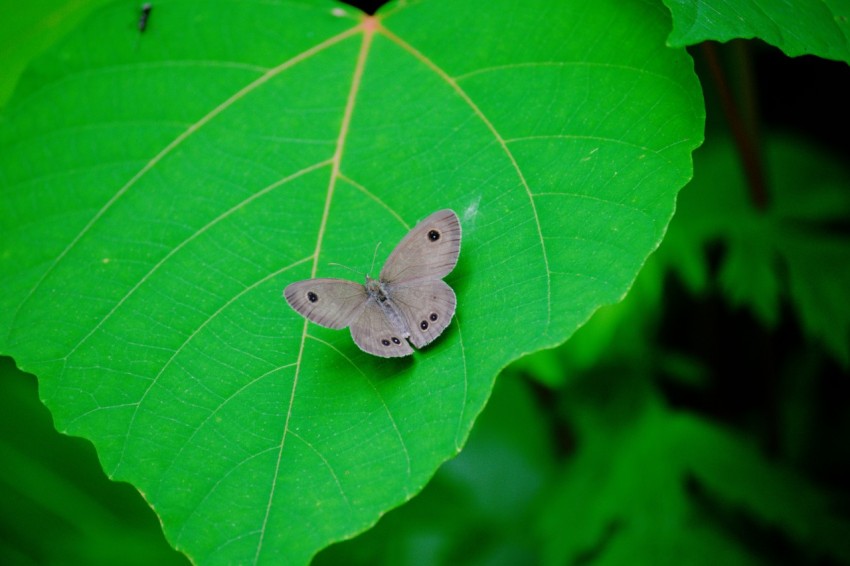 a small butterfly sitting on a green leaf