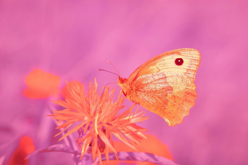 a yellow butterfly sitting on a purple flower G1Jn