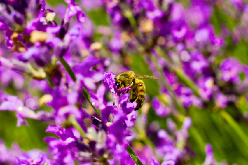 a bee is sitting on a purple flower