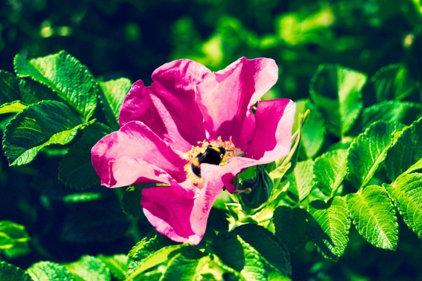 a pink flower with green leaves around it 4YR