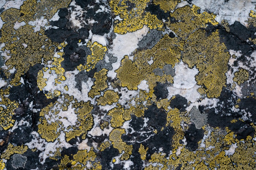 a close up of a rock covered in yellow and black lichen bYf