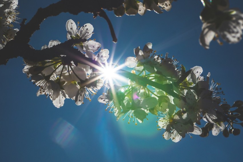 the sun shines through the branches of a flowering tree