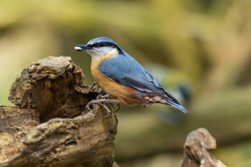 a small blue bird perched on a tree stump