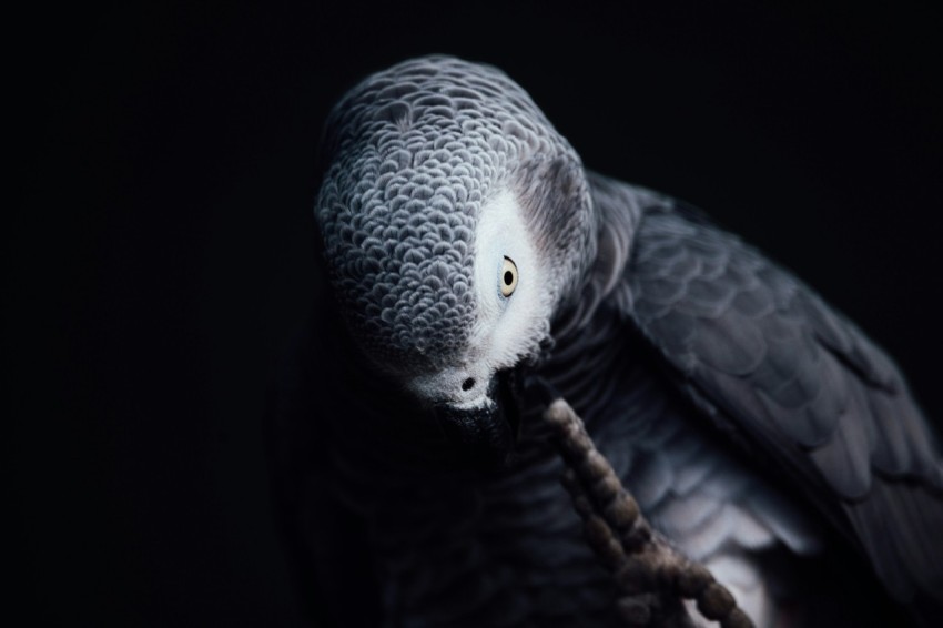 gray and white bird on brown wooden stick