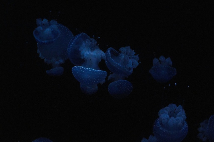 school of jellyfish swimming in water