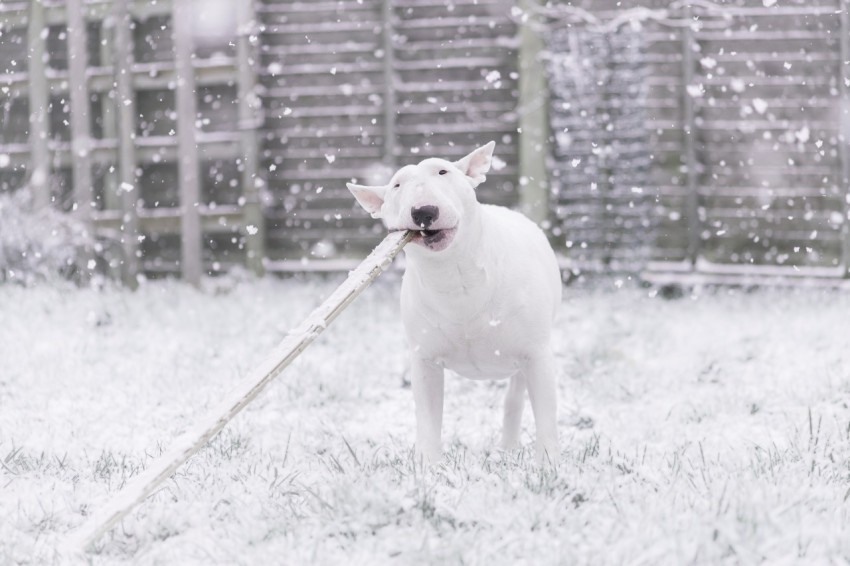 short coated white dog biting wood during daytime