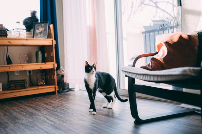 tuxedo cat on brown wooden chair