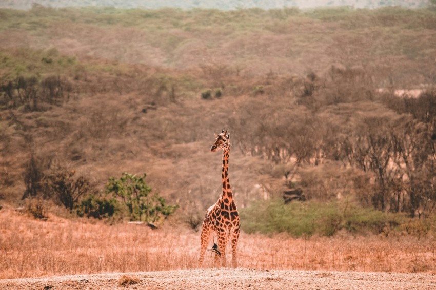 brown and black giraffe on desert Cq