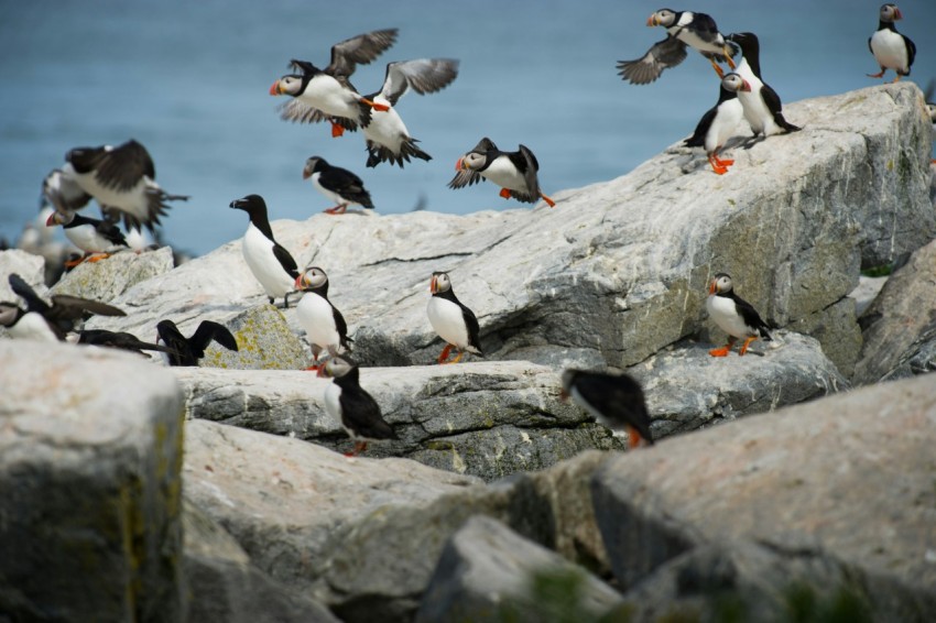 black and white birds on grey rocks