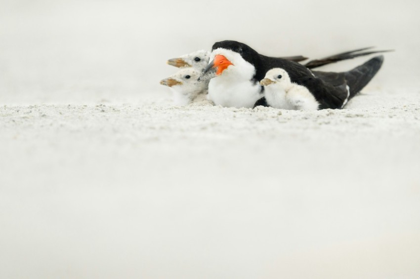 a couple of birds that are standing in the sand  819