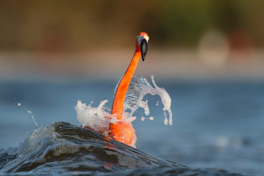 american flamingo on water with waves