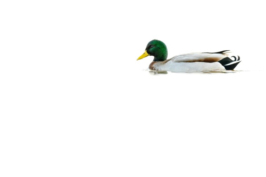 white and green duck on white background cBY3