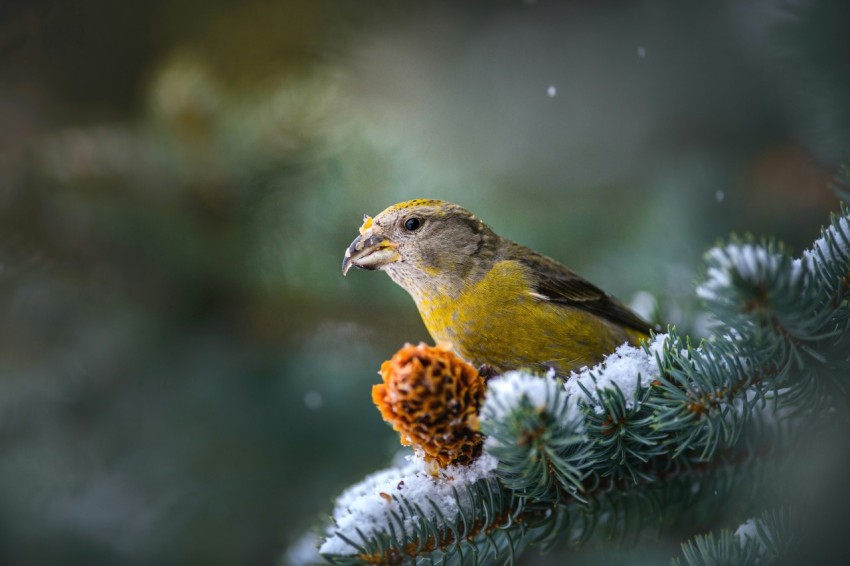 a small bird perched on top of a pine tree