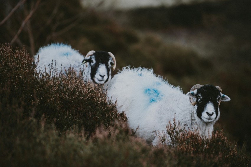 two white goats on grass qx4ca2pm