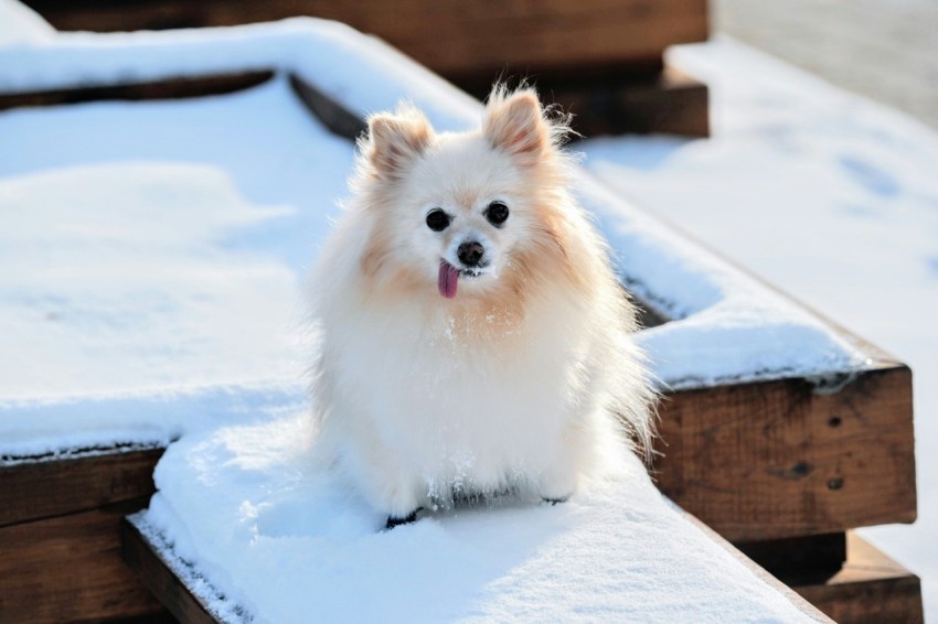 long coated white dog