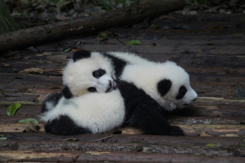 two white and black panda