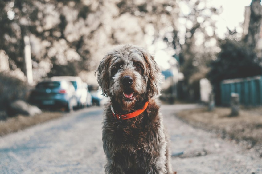 long coated black dog sitting on road during daytime