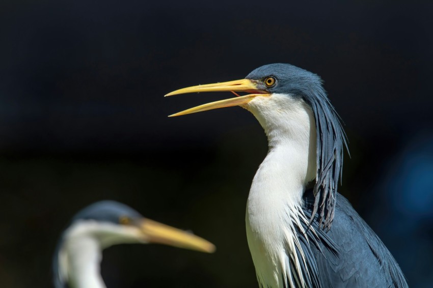 a couple of birds