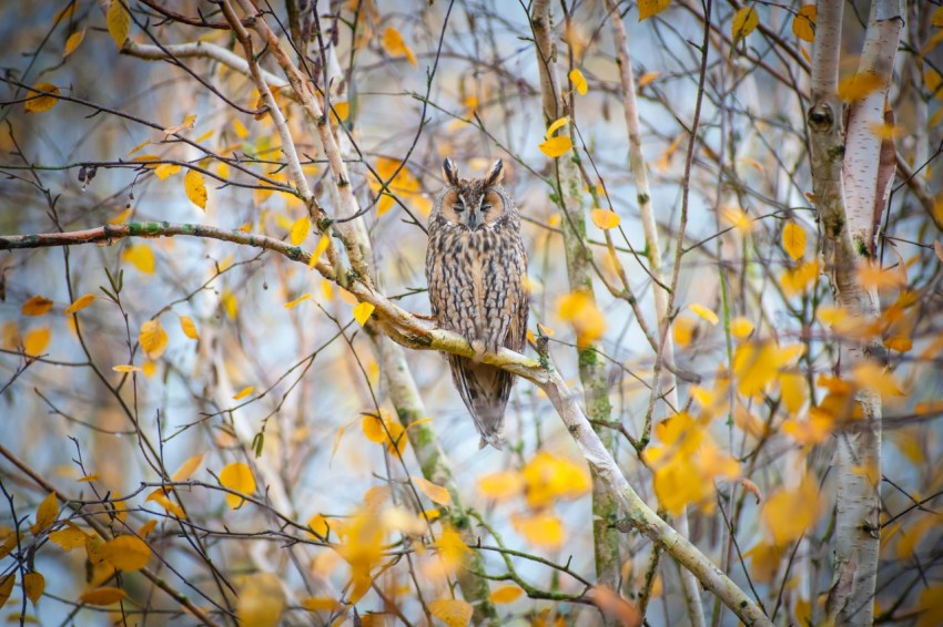 owl on tree