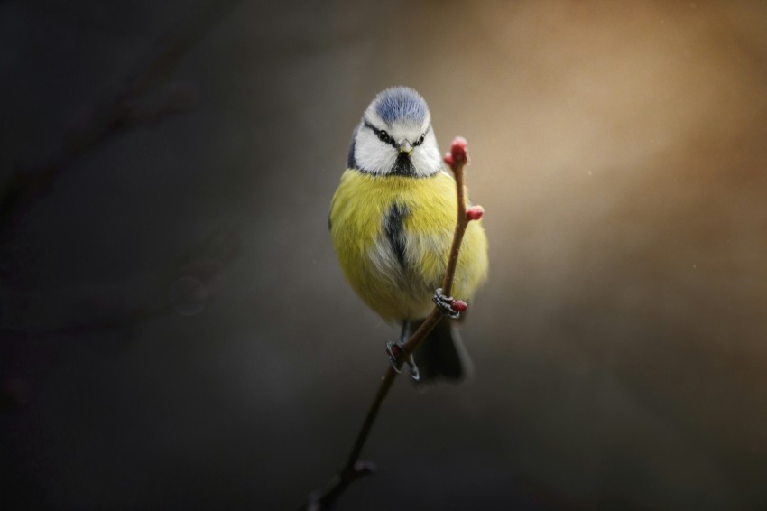 a small yellow bird sitting on top of a tree branch