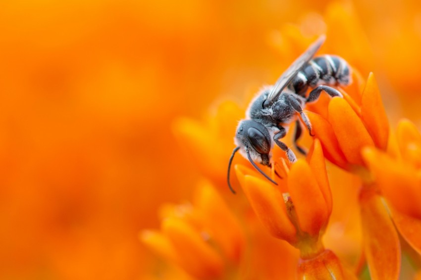 black bee on red petaled flower