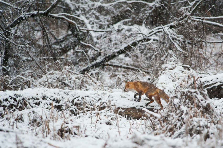 fox walking on snow