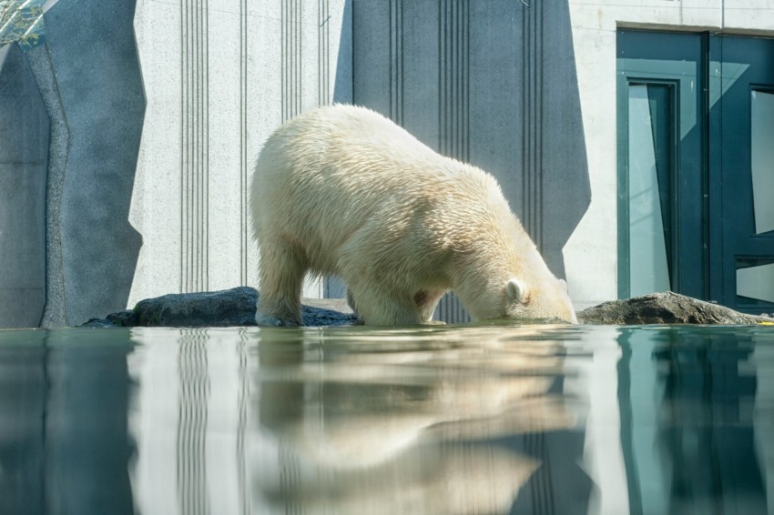 polar bear on body of water N6SvY