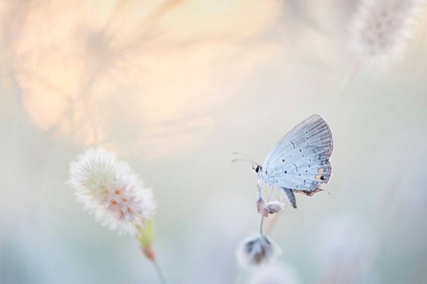 butterfly perched on petaled flower