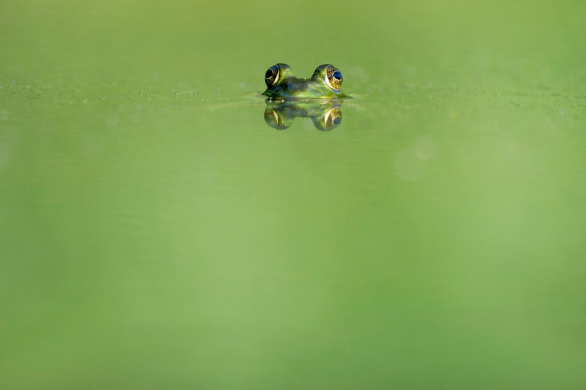 green frog swimming on water HU