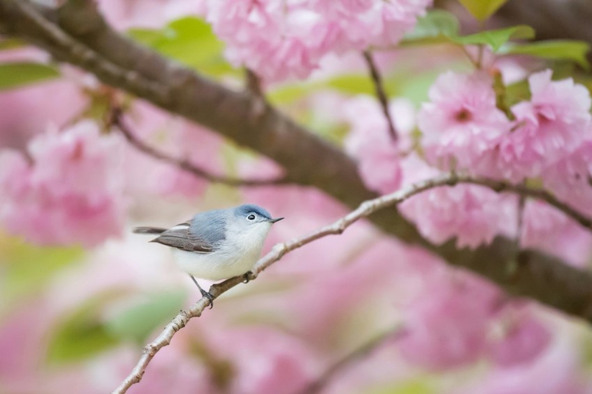 gray and white bird perching on branch YCh5