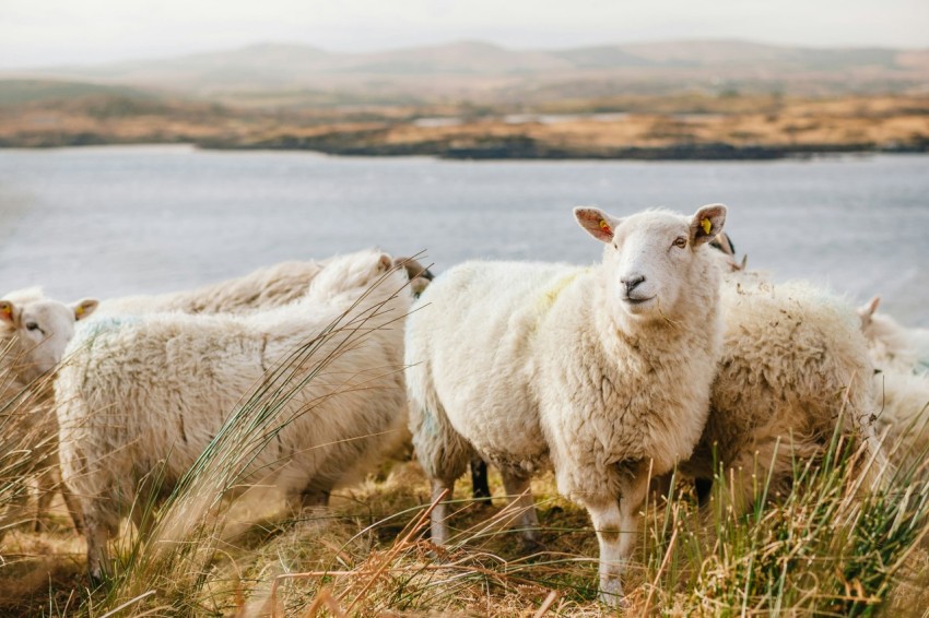 white sheep on brown grass field near body of water during daytime g