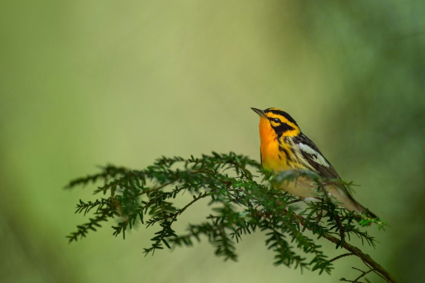 orange and black bird on tree branch w