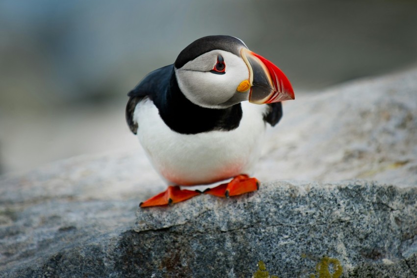 white and black puffin bird on gray rock during daytime