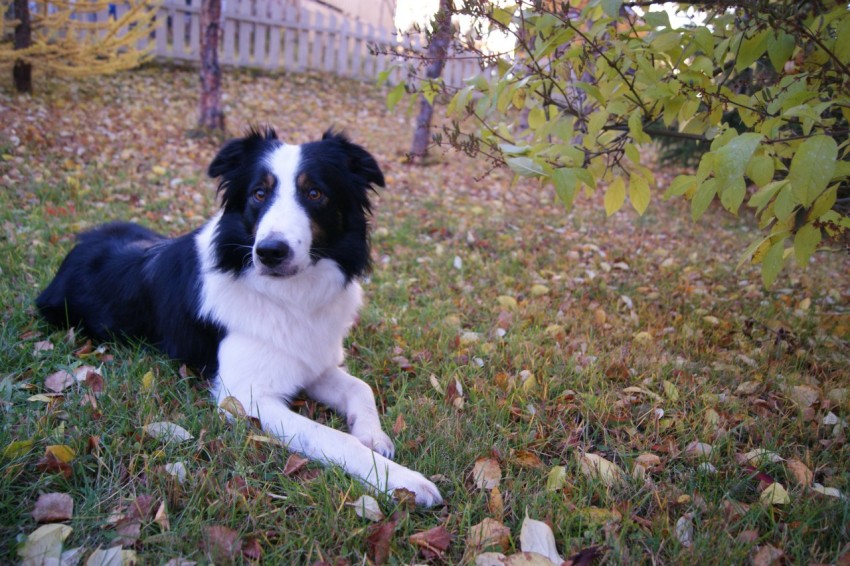 white and black border collie lying on ground near green leaf plant during daytime