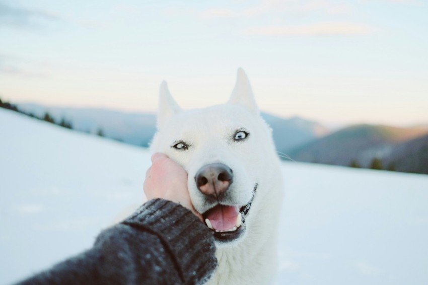 white siberian husky on snow covered ground during daytime p0SHEPp