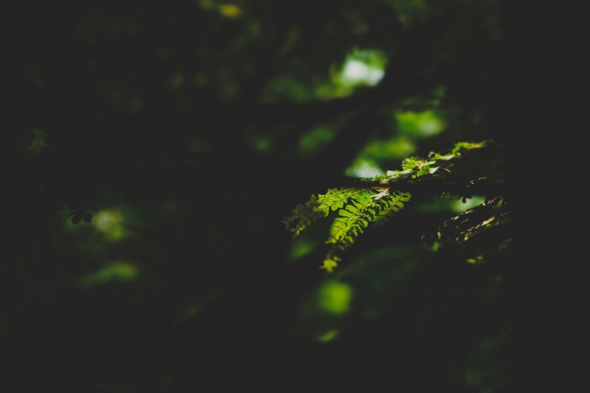 selective focus photography of fern plant if